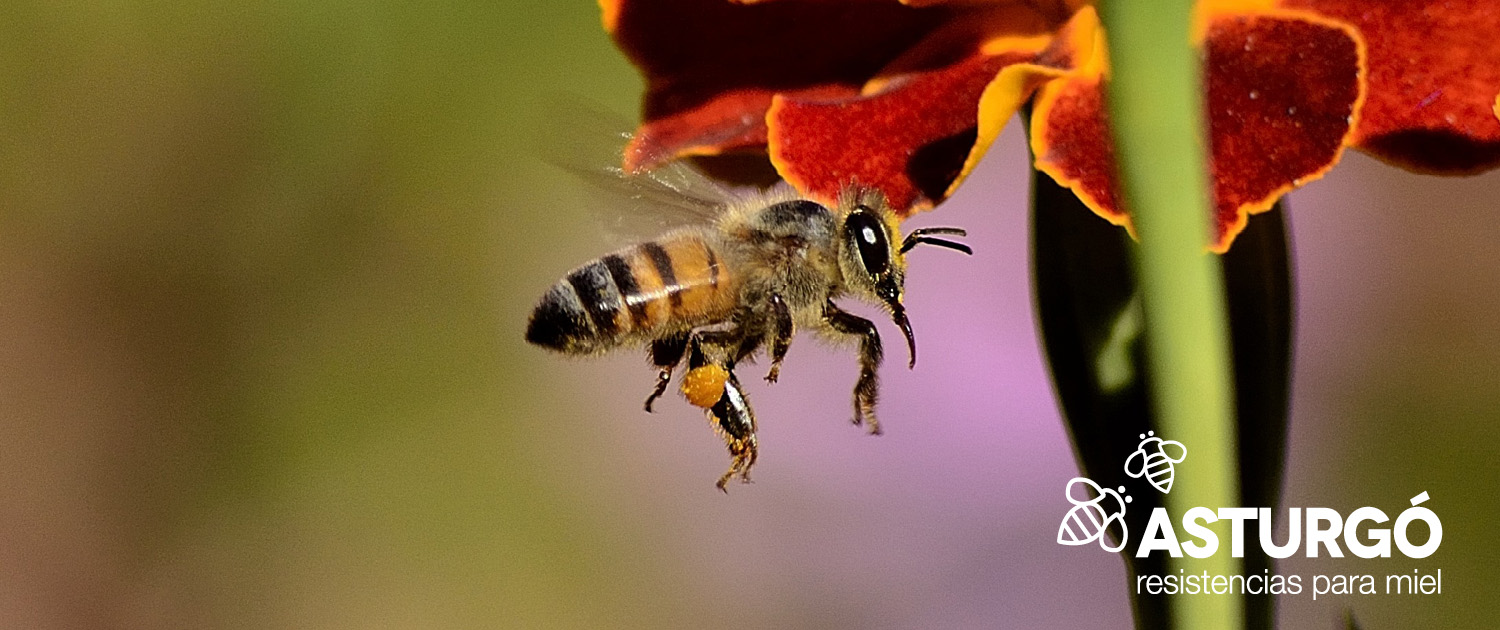 Resistencias para miel. Resistencias Asturgó